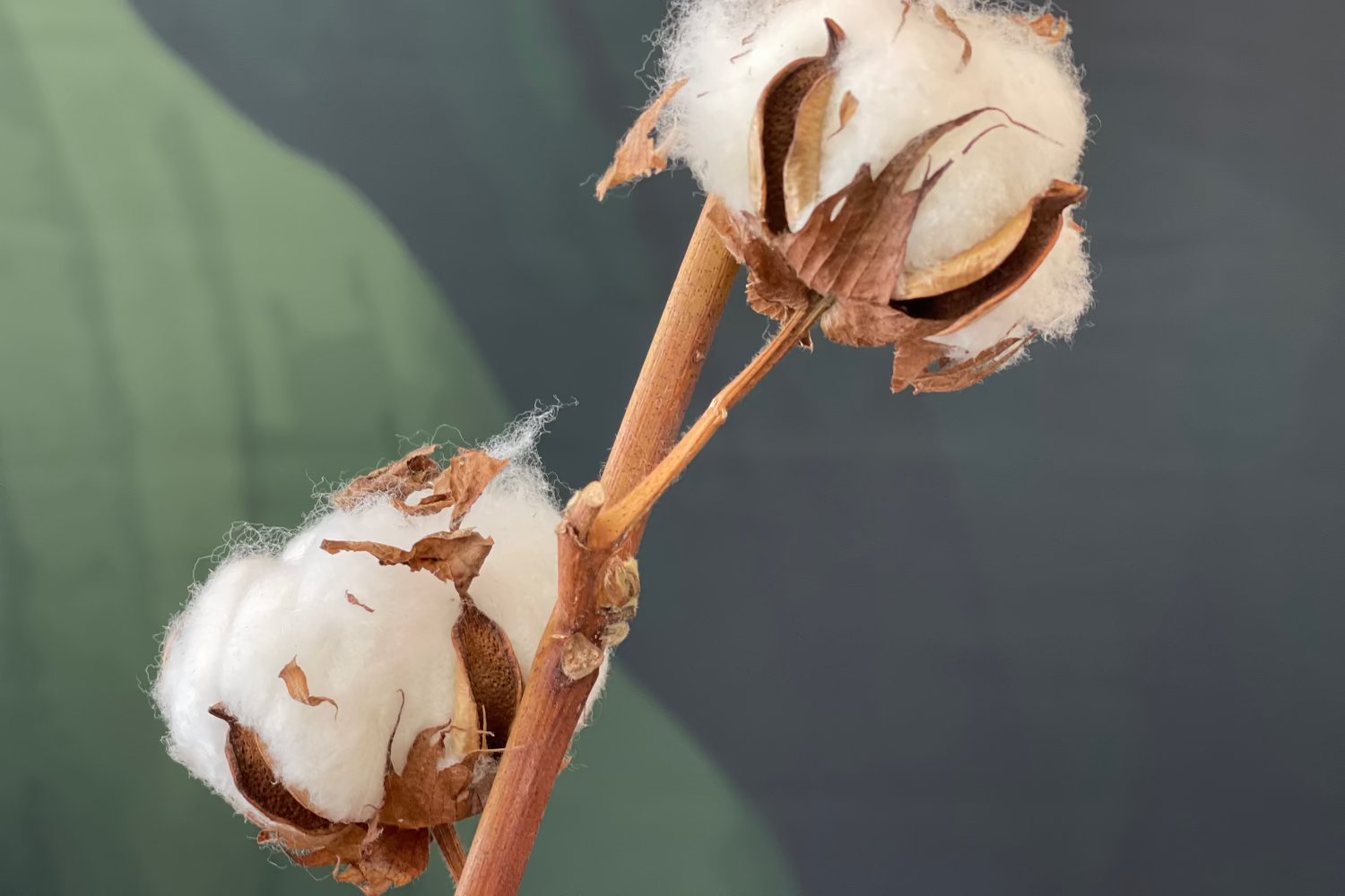 Baumwollblüte